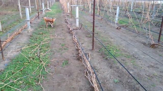 Обрезка винограда осенью.Открытый грунт. смотреть онлайн