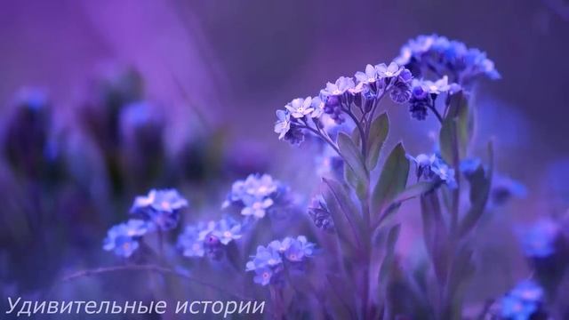 Санитарка-сирота роддома забеременела от бродяги. Все над ней посмеивались, но однажды... смотреть онлайн
