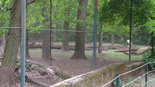 Белые волки в зоо(2) смотреть онлайн