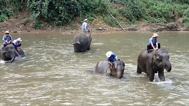 Elephant Wash Cycle смотреть онлайн