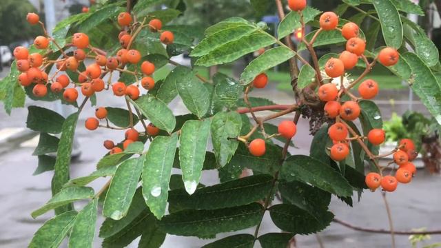🍃445🍃После дождичка в четверг 🌿 🌳 🌿 смотреть онлайн