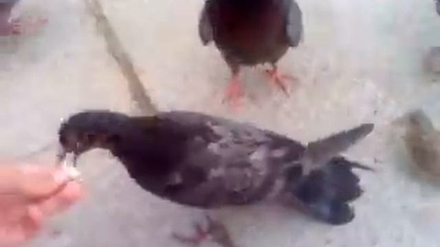 Голуби и воробьи смотреть онлайн