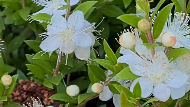 הדס ננסי עם פרחים ופירות Myrtus Communis Dwarf With Flowers N' Fruits