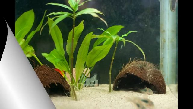 Идеи поделок из кокосовой скорлупы / Coconut Shell DIY Ideas смотреть онлайн