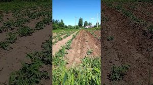 Мотоблок СКАУТ с поворотным окучником