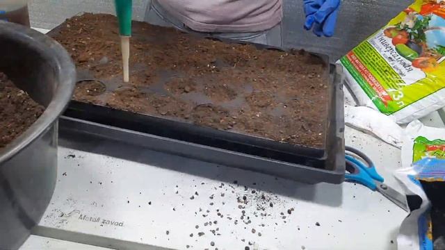 Сажаем перцы на рассаду! Всхожесть 100% ! урожай на славу! смотреть онлайн