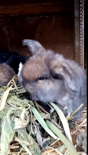 Вкусный завтрак для крольчат. смотреть онлайн