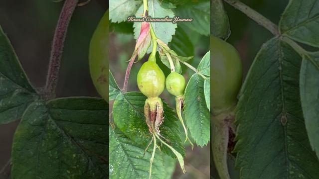 Палисадник в городе смотреть онлайн