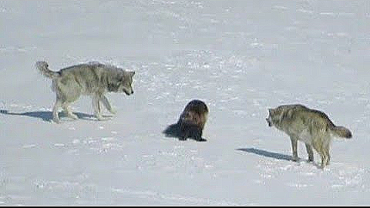 Стая ВОЛКОВ окружила РОСОМАХУ. Вот что было дальше смотреть онлайн