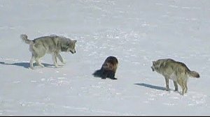 Стая ВОЛКОВ окружила РОСОМАХУ. Вот что было дальше