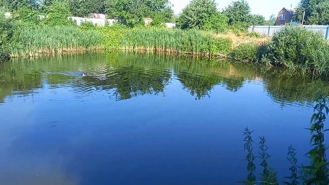 Лето на даче.Дворняжка- пловец ! смотреть онлайн