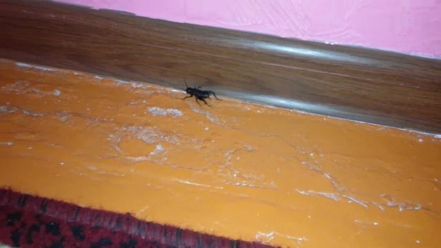 Домашний сверчок смотреть онлайн