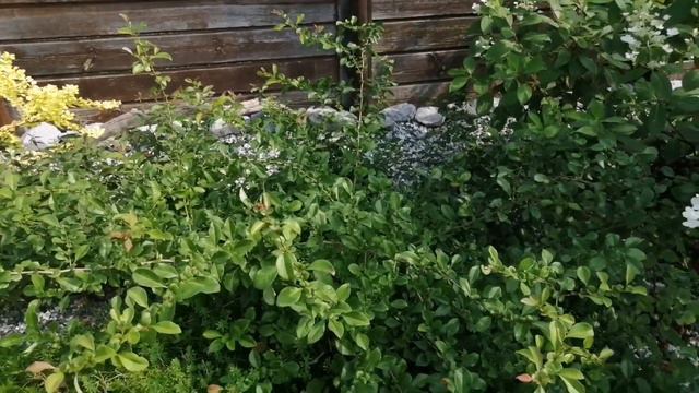 Понравилась прогулка по саду в августе?! смотреть онлайн