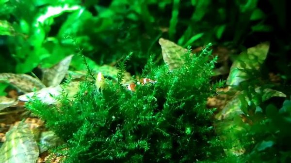 Aqurium Аквариум 45 литров Crystal Red Shrimp (Caridina cf. cantonensis sp.)Neocaridina Yellow neon