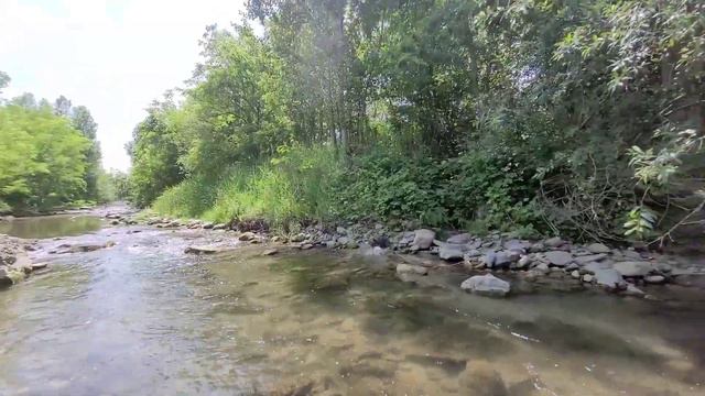 Французкий бульдог Чак едет развлекаться на речку. смотреть онлайн