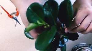 Комнатные растения. Пеперомия туполистная. Черенкуем.   #комнатныерастения #комнатныецветы#обзор