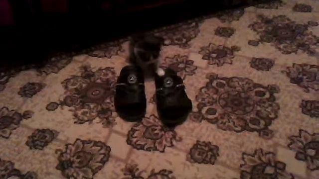 кот не любит домашние тапки