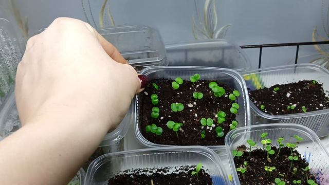 Обзор моих растений в январе 2022. Черенки и сеянцы🌱🌱🌱#садвцветах #цветы #flowers #рассада смотреть онлайн
