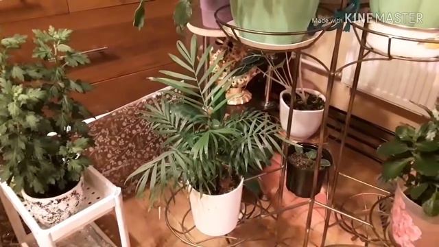 Комнатные цветы смотреть онлайн