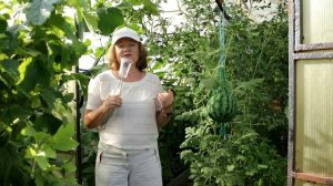 385_Вредный конденсат в теплице. Как убрать? Насчитала 16 способов