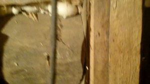 Самодельный доильный аппарат, первая дойка