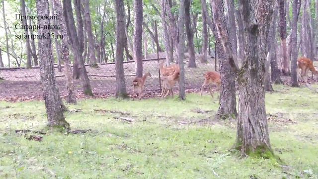 ОЛЕНЁНКА ИЗ СУРАЖЕВКИ ЗАПУСТИЛИ В ОБЩИЙ ПАРК ОЛЕНЕЙ смотреть онлайн