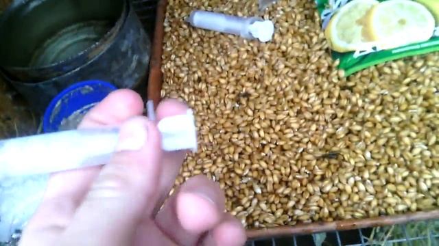 Как повысить яйценоскость кур //Жизнь в деревне !!! смотреть онлайн