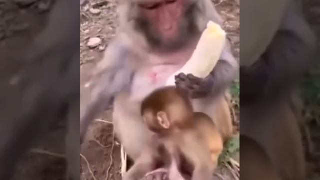 Учимся правильно чистить банан ☺️ Мастер класс от лучшего чистильщика — бенгальской макаки. смотреть онлайн