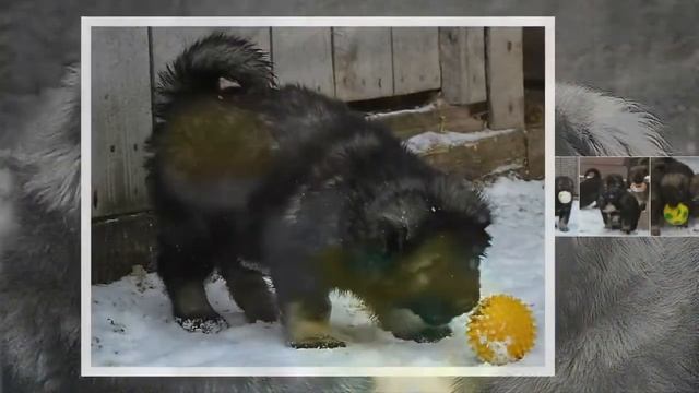 Щенки кавказской овчарки, питомник "КЛИН ТРИО". смотреть онлайн