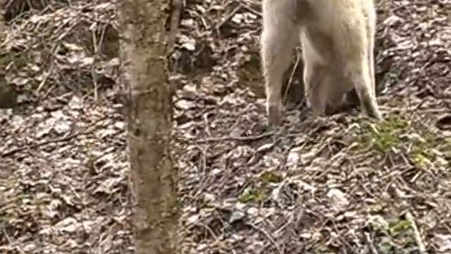Лайка и хищнейший из зверей- хорь. Кровавый триллер: "Рубилово в перелеске". смотреть онлайн
