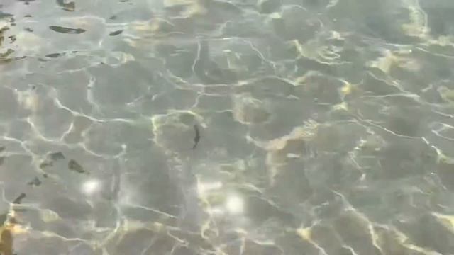 Каракатица в Средиземном море, кальмар, осьминог Mediterranean cuttlefish, squid, octopus смотреть онлайн