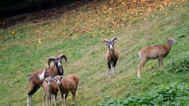 Animals Attcak Man  Animal World, Harsh Life Of Wild Animals Lion Buffalo Leopard Jackal
