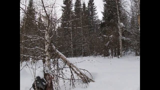 Пасека в лесу/Зимовка пчел на воле/Как перезимовали карника и среднерусская пчела/откопал пчел. смотреть онлайн