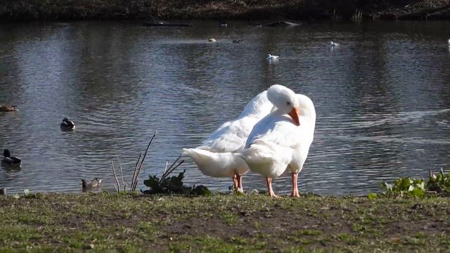 Nikon P1000 external microphone смотреть онлайн