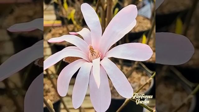 Magnolia Leonard Messel смотреть онлайн
