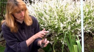 Посадка рассады кольраби в грунт