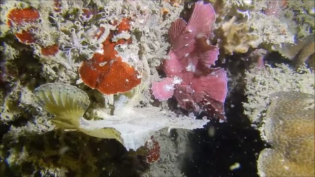 How Close Can You Get to a Scorpionfish? | Daru's Night Dive in Timor-Leste: Nikon W300 смотреть онлайн