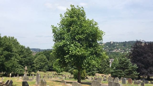 Tulip Tree (Liriodendron Tulipifera) - Tree - June 2018