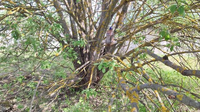 Синицы Дятел Лазоревки Воробьи (15 мая 2023) смотреть онлайн