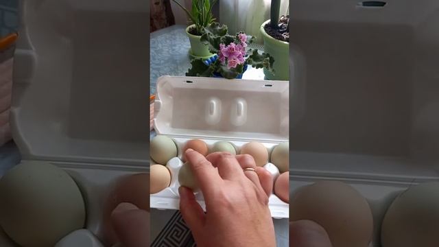 Инкубация яиц: сбор и хранение инкубационного яйца ? ? ? смотреть онлайн