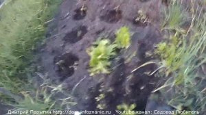 Как посадить репу? Как сажать репу?