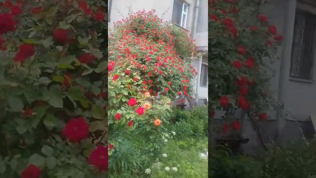 Вьющая роза гигант😨 смотреть онлайн