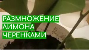РАЗМНОЖЕНИЕ ЛИМОНА ЧЕРЕНКАМИ в домашних условиях