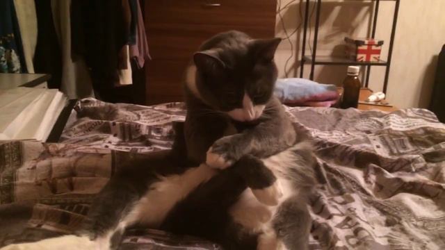 Кот и хвост