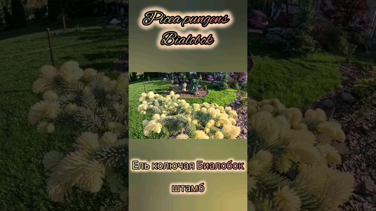 Редкие хвойныеPicea pungens Bialobok (штамб)Ель колючая Биалобок #сад #garden смотреть онлайн