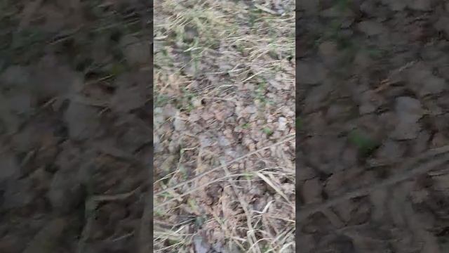 Сбор сморчков 28 04 2023 1 смотреть онлайн
