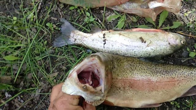 Охота на дикую радужку на речке Кыргызстан. смотреть онлайн