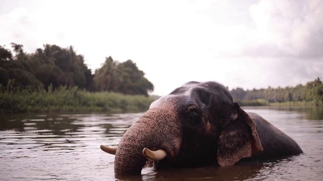 Самое крупное животное.40 фактов о слонах. смотреть онлайн