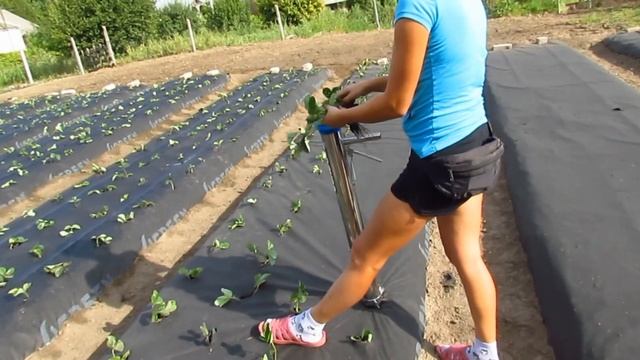 Сажалка для рассады. Сажаем рассаду клубники с помощью пистолета для рассады (2020.09.03). смотреть онлайн
