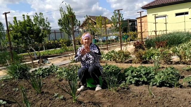 Чем удобрять клубнику во время цветения для лучшего урожая? смотреть онлайн